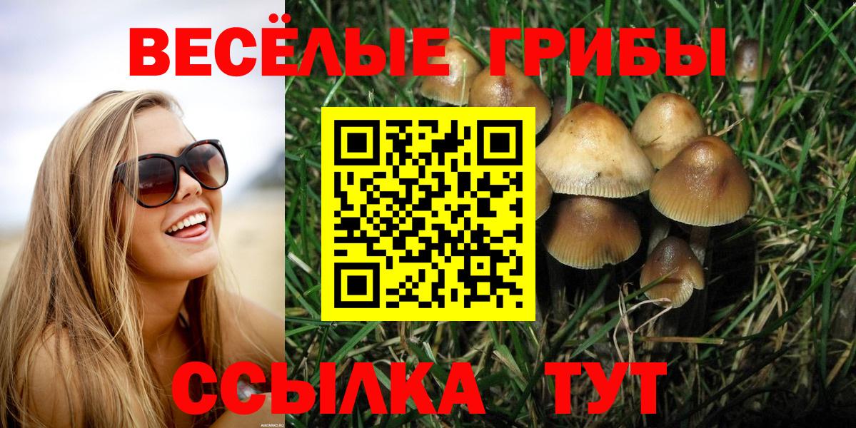 Псилоцибиновые грибы Cubensis Конаково